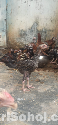 আঁচিল ফাইটার